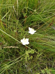 Parnassia palustris