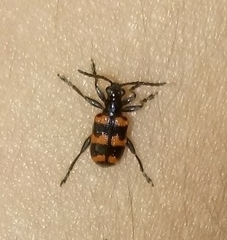 Neolema fasciata
