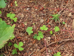 Fragaria cascadensis
