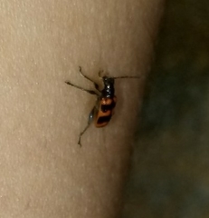 Neolema fasciata