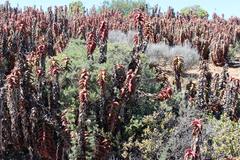 Asparagus capensis capensis