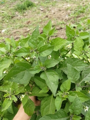 Solanum nigrum