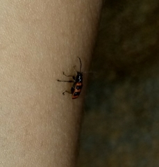 Neolema fasciata