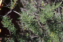 Asparagus capensis capensis