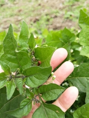 Solanum nigrum