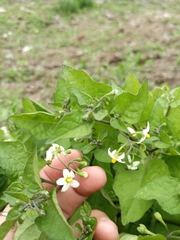 Solanum nigrum