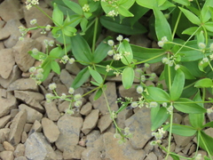Galium oreganum