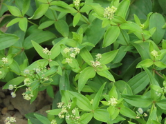 Galium oreganum