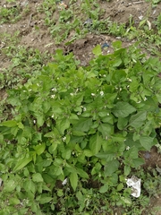 Solanum nigrum