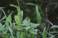 Hermeuptychia canthe