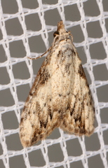 Nola pleurochorda