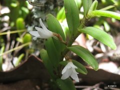 Angraecum pectinatum image