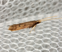 Lecithocera imprudens