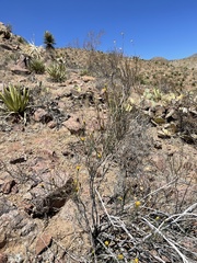 Porophyllum scoparium