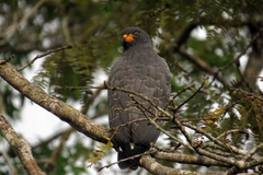 Helicolestes hamatus