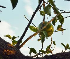 Strychnos spinosa spinosa