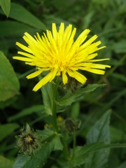Crepis pyrenaica