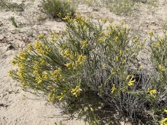 Chrysothamnus greenei