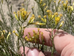 Chrysothamnus greenei