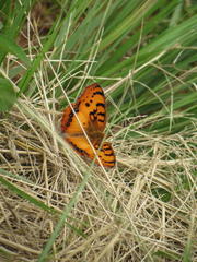 Catacroptera cloanthe cloanthe