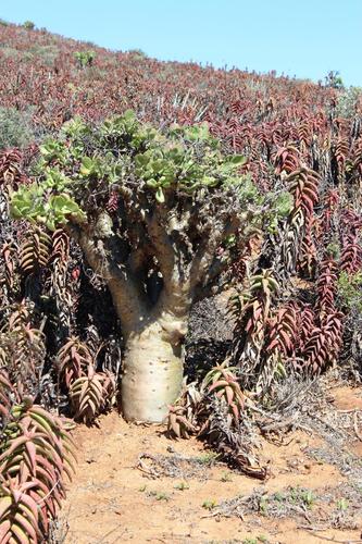 Tylecodon paniculatus