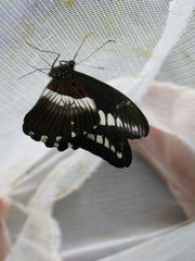 Papilio echerioides echerioides