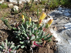 Cheiridopsis rostrata