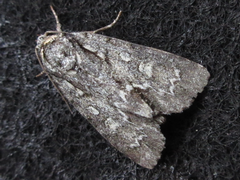 Acronicta adaucta