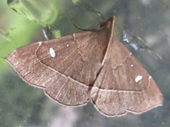 Cidariplura gladiata