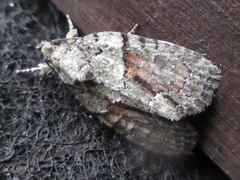 Cryphia bryophasma