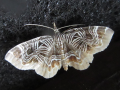 Lobogonodes complicata