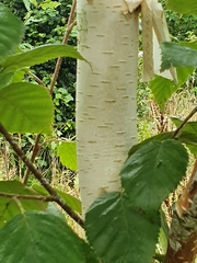 Betula utilis jacquemontii