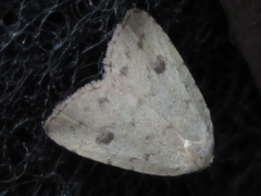 Anachrostis nigripunctalis