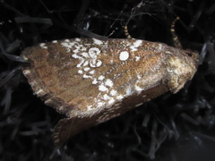 Dysmilichia gemella