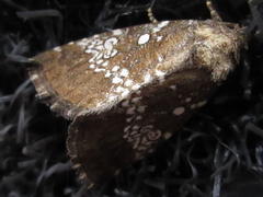 Dysmilichia gemella