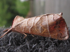 Clostera anastomosis