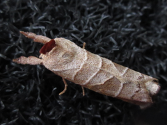 Clostera anastomosis