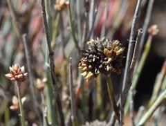 Hermbstaedtia glauca
