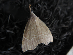 Ectogonia butleri