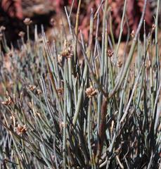 Hermbstaedtia glauca