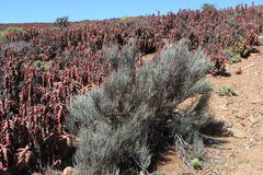 Hermbstaedtia glauca