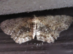 Microcalicha seolagensis