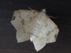 Pareclipsis gracilis