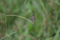 Hermeuptychia canthe