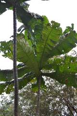 Anthocleista grandiflora