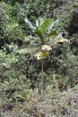 Anthocleista grandiflora