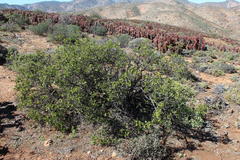 Searsia populifolia