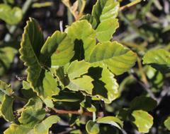 Searsia populifolia