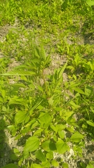 Bidens frondosa