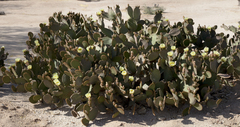 Opuntia microdasys